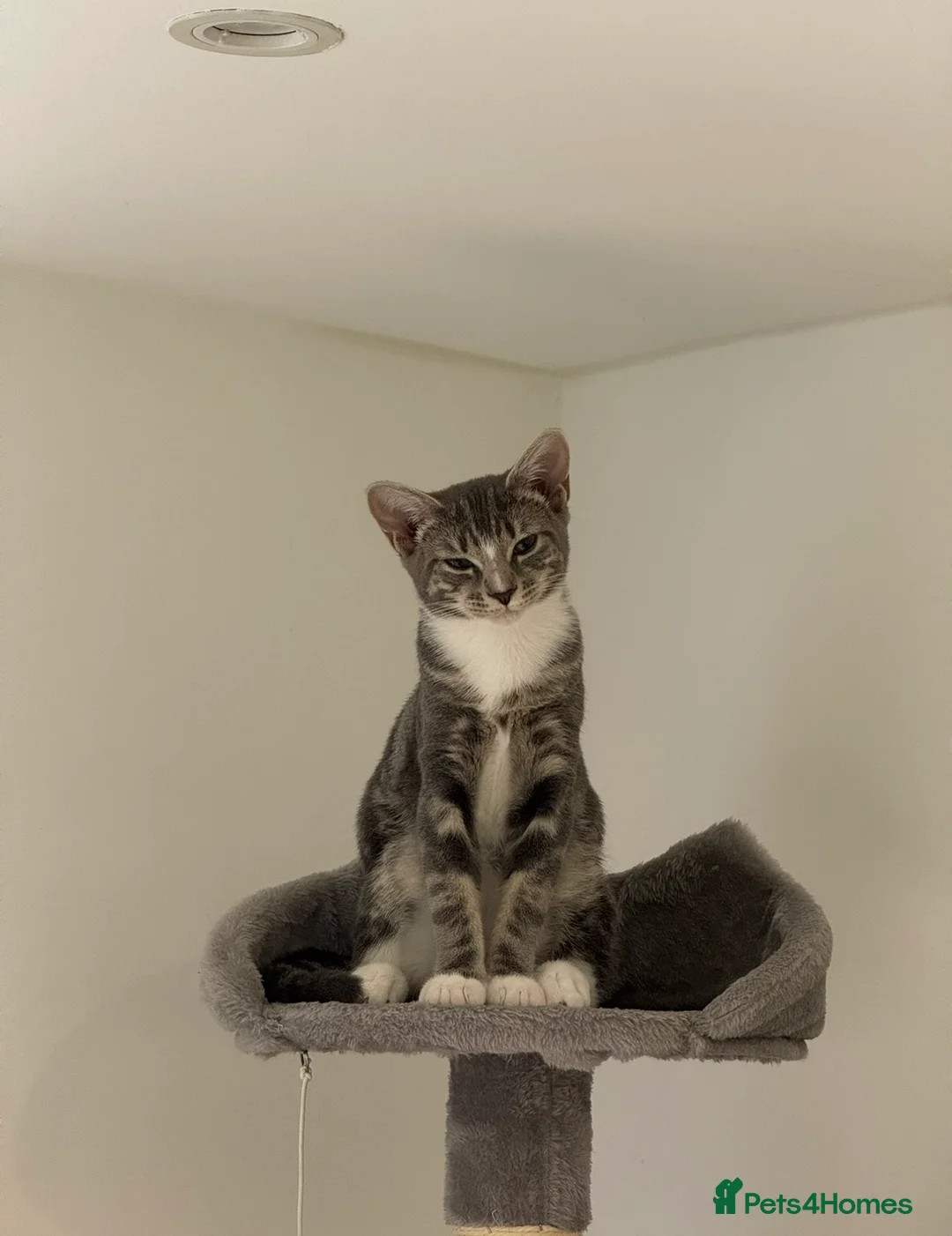 Domestic Shorthair cats for sale: Sweet Romi looking for loving home  - Advert 1