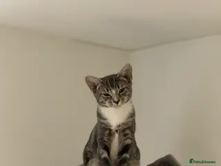 Domestic Shorthair cats Sweet Romi looking for loving home - Advert 13