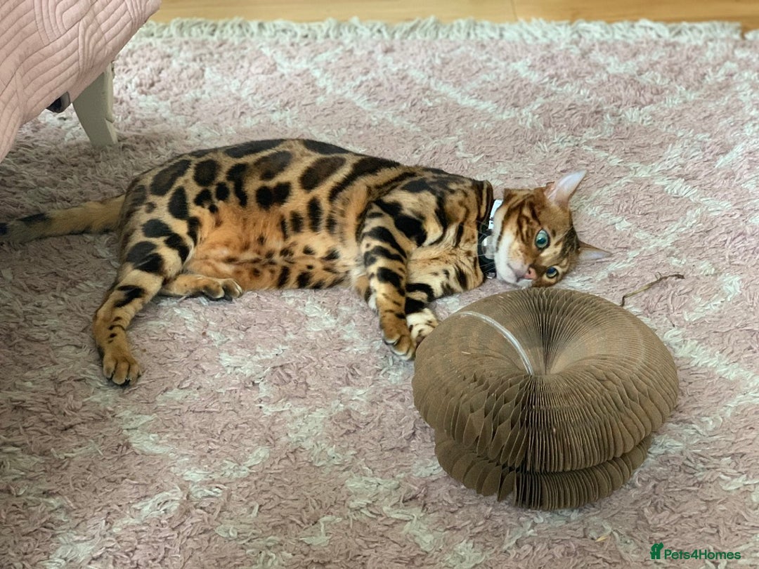 Bengal cats for sale: Pedigree Bengal Mooshi – Gentle, Observant Soul - Advert 3