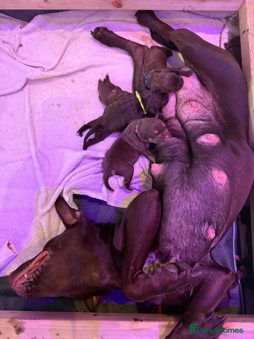 American Bull Staffy dogs for sale: Staffy Bull Puppies - Image 29
