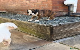 Boxer dogs for sale: Quality Boxer Puppies - Image 13
