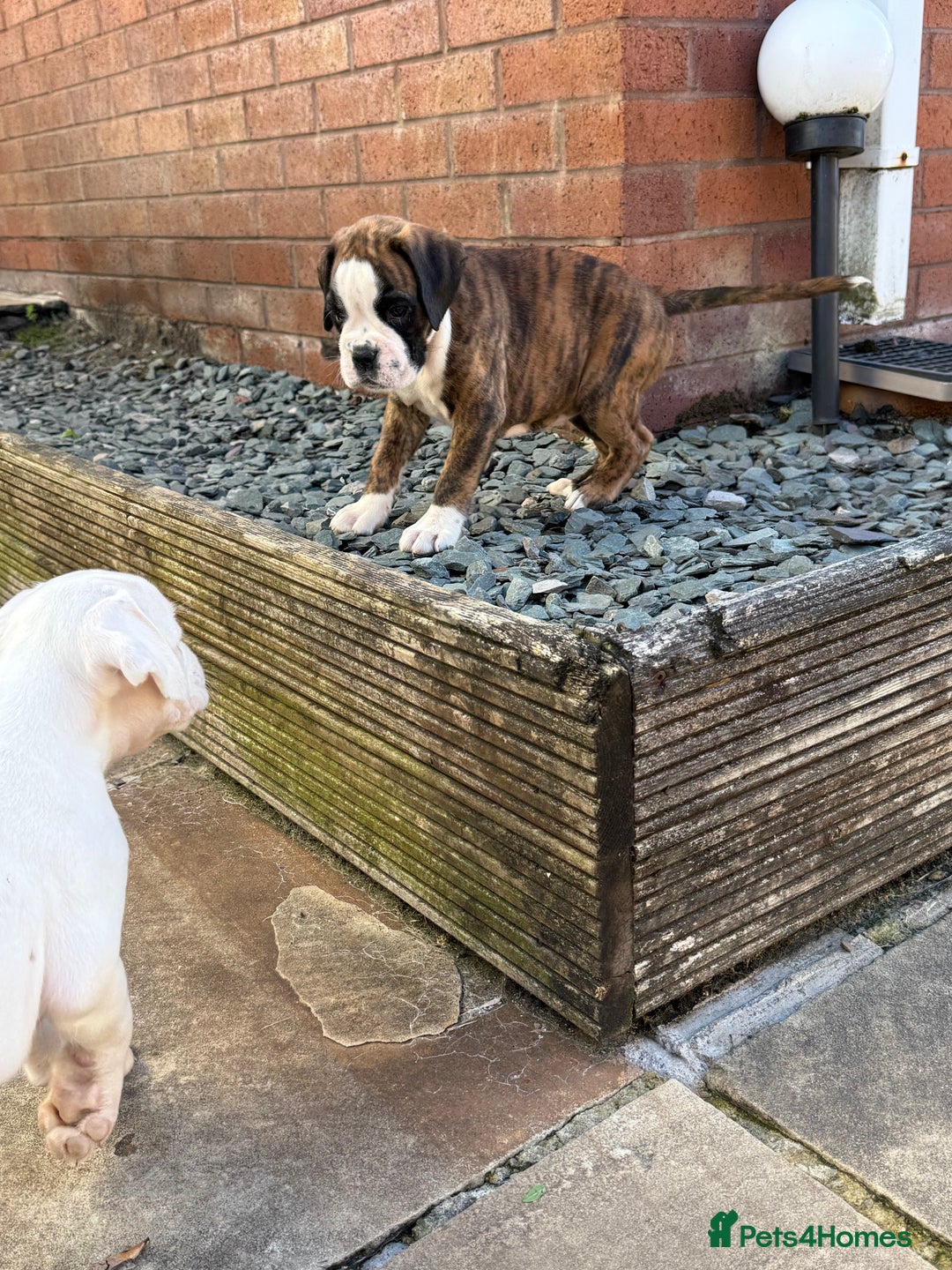 Boxer dogs for sale: Quality Boxer Puppies - Image 13