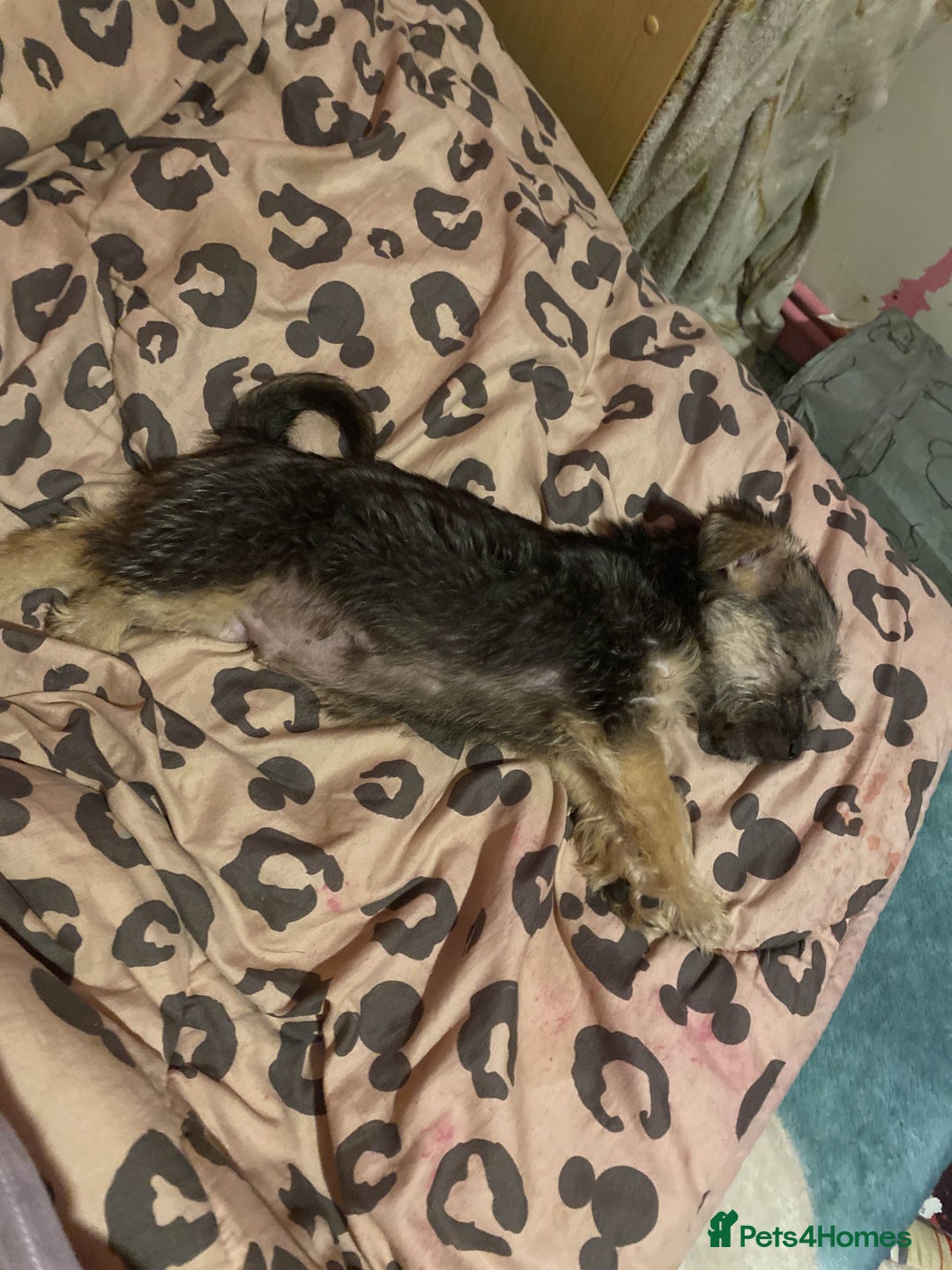 Yorkshire Terrier dogs for sale: Yorkie cross puppy - Advert 3