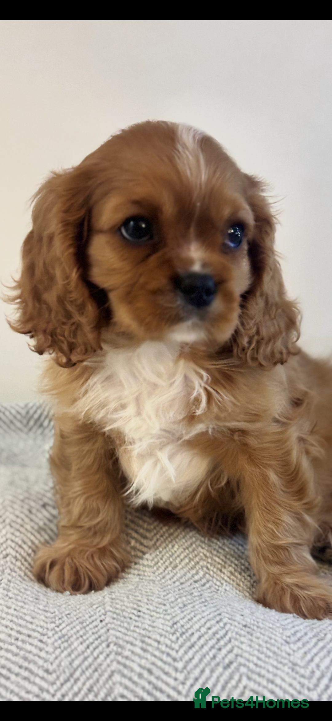 Cavalier King Charles Spaniel dogs for sale: Stunning King Charles Cavalier Puppies - Advert 9