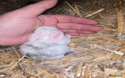 Mini Lop rabbits for sale: Stunning mini lops - Image 3