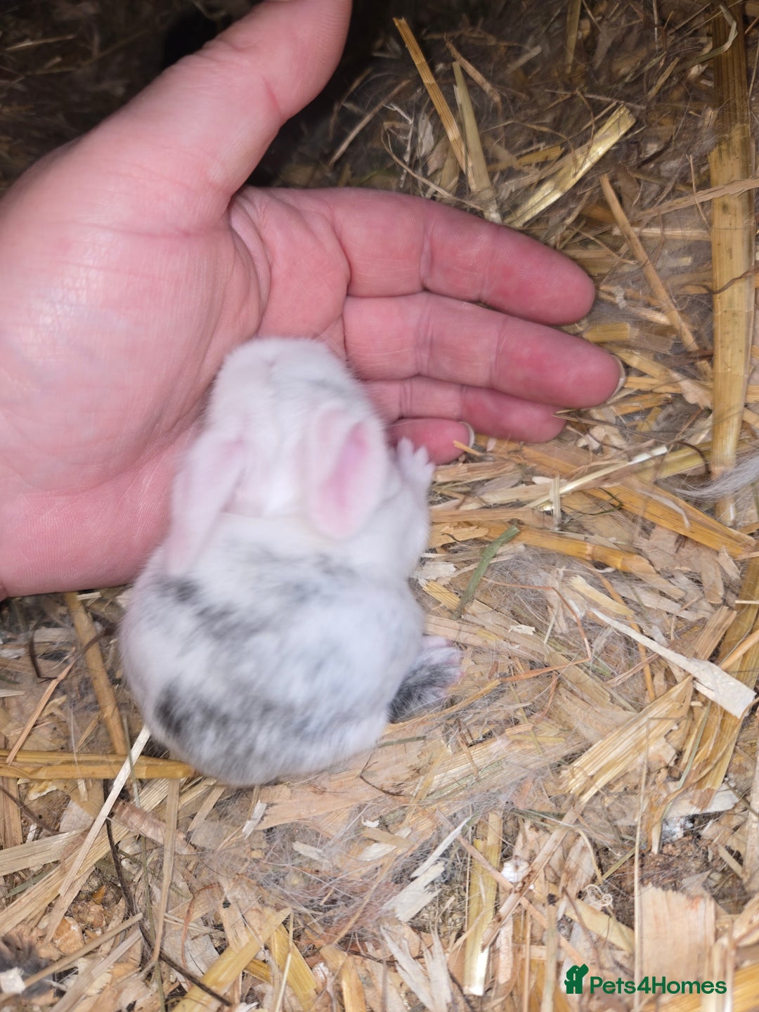 Mini Lop rabbits for sale: Stunning mini lops - Image 3