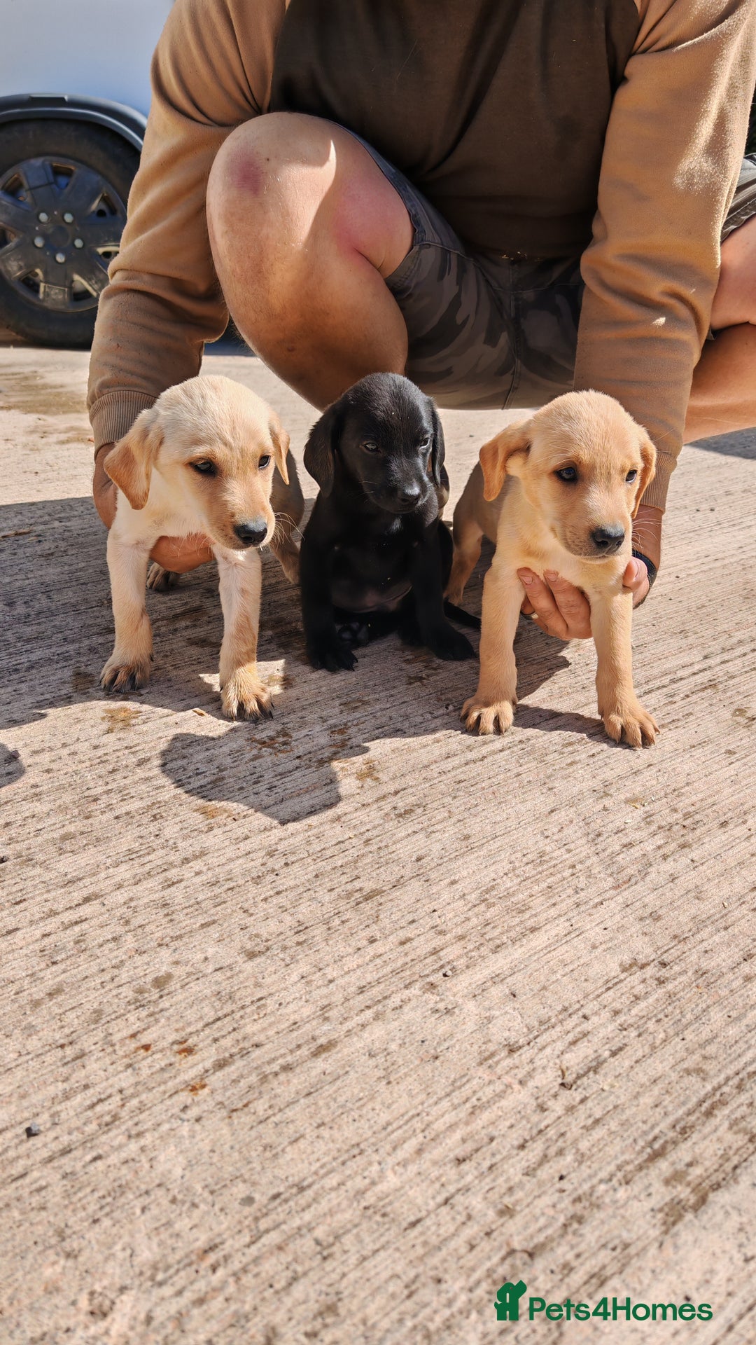 Labrador Retriever dogs for sale: Labradour Dog puppies  - Image 6