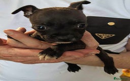 Mixed Breed dogs for sale: French Bulldog x Staffie Puppies - Rare colours - Image 16