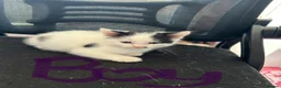 Mixed Breed cats for sale: Kittens - Advert 2