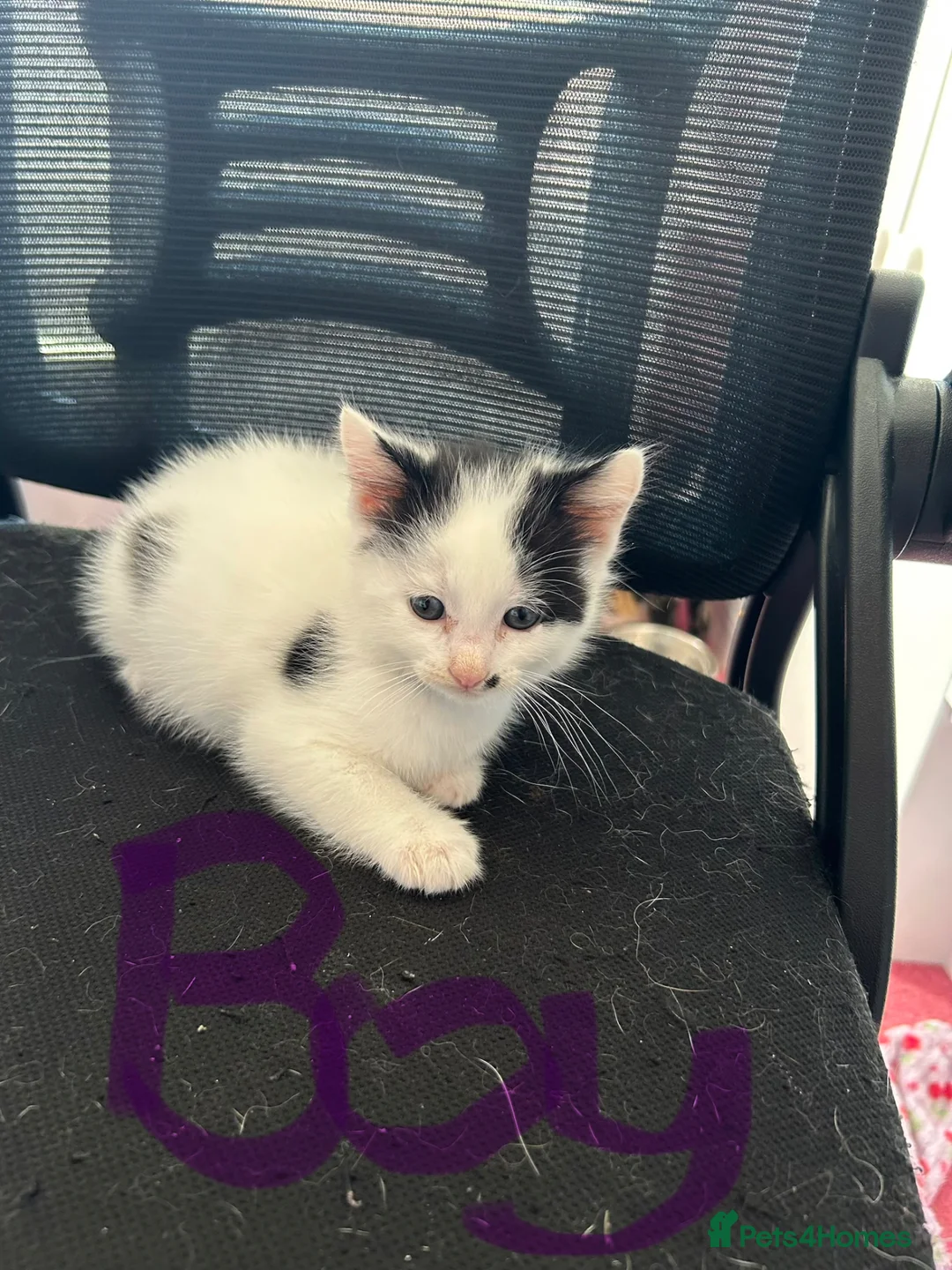 Mixed Breed cats for sale: Kittens - Advert 2