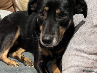 Mixed Breed dogs Lizzie - Norwich Norfolk in Norwich - Advert 20