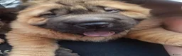 Shar Pei dogs for sale: 2 male sharpei pups - Advert 4