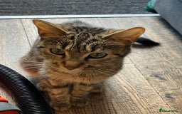 Mixed Breed cats for sale: 3 Black/brown striped Tabby cross Kittens  - Image 14
