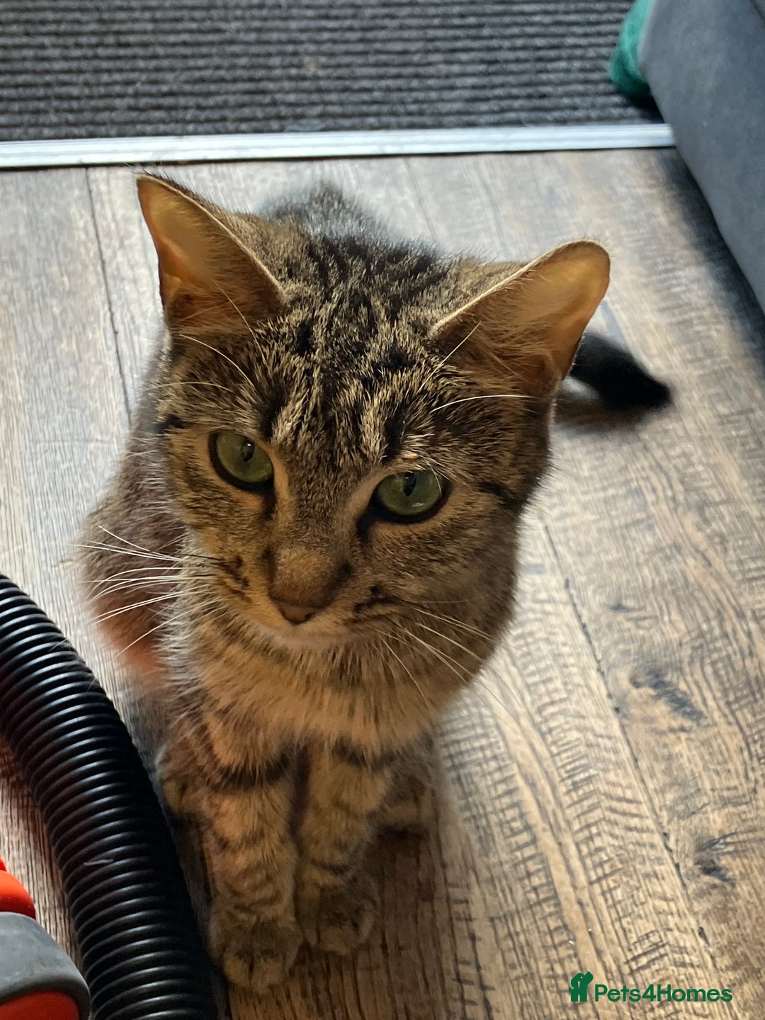 Mixed Breed cats for sale: 3 Black/brown striped Tabby cross Kittens  - Image 14