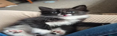 Male tuxedo 2