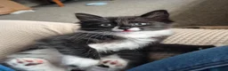 Mixed Breed cats for sale: 3 black and white tuxedo kittens, 2 male 1 female - Advert 15