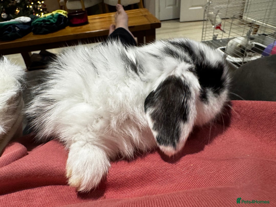 Mini Lop rabbits for sale: Mini Lop bunnies for sale  - Advert 29