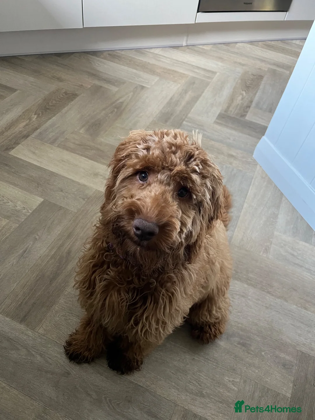 Cockapoo dogs for sale: Gorgeous 6 month old Cockerpoo in Telford - Advert 1