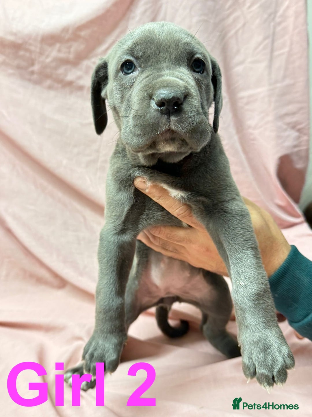 Cane Corso dogs for sale: Stunning Cane Corso Puppies for sale - Image 8