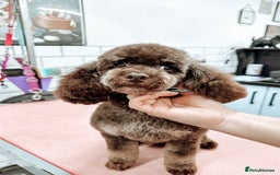 Cockapoo dogs for sale: American unique Black & Tan Cockapoo Girl - Image 11