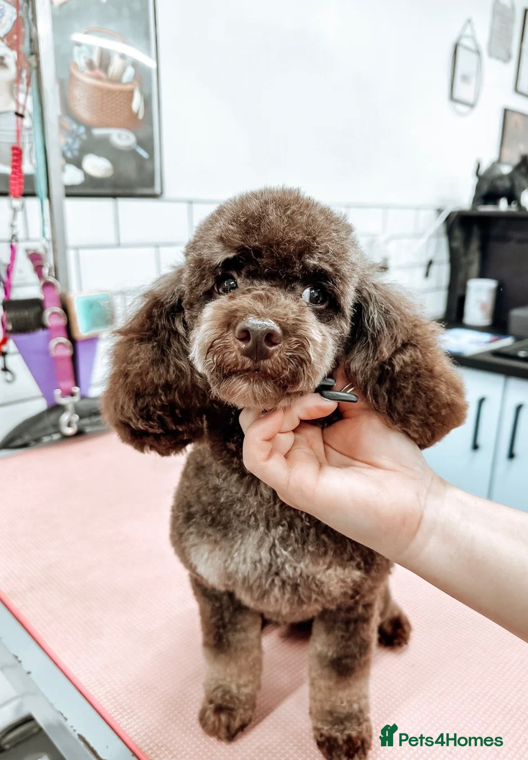 Cockapoo dogs for sale: American unique Black & Tan Cockapoo Girl - Image 11