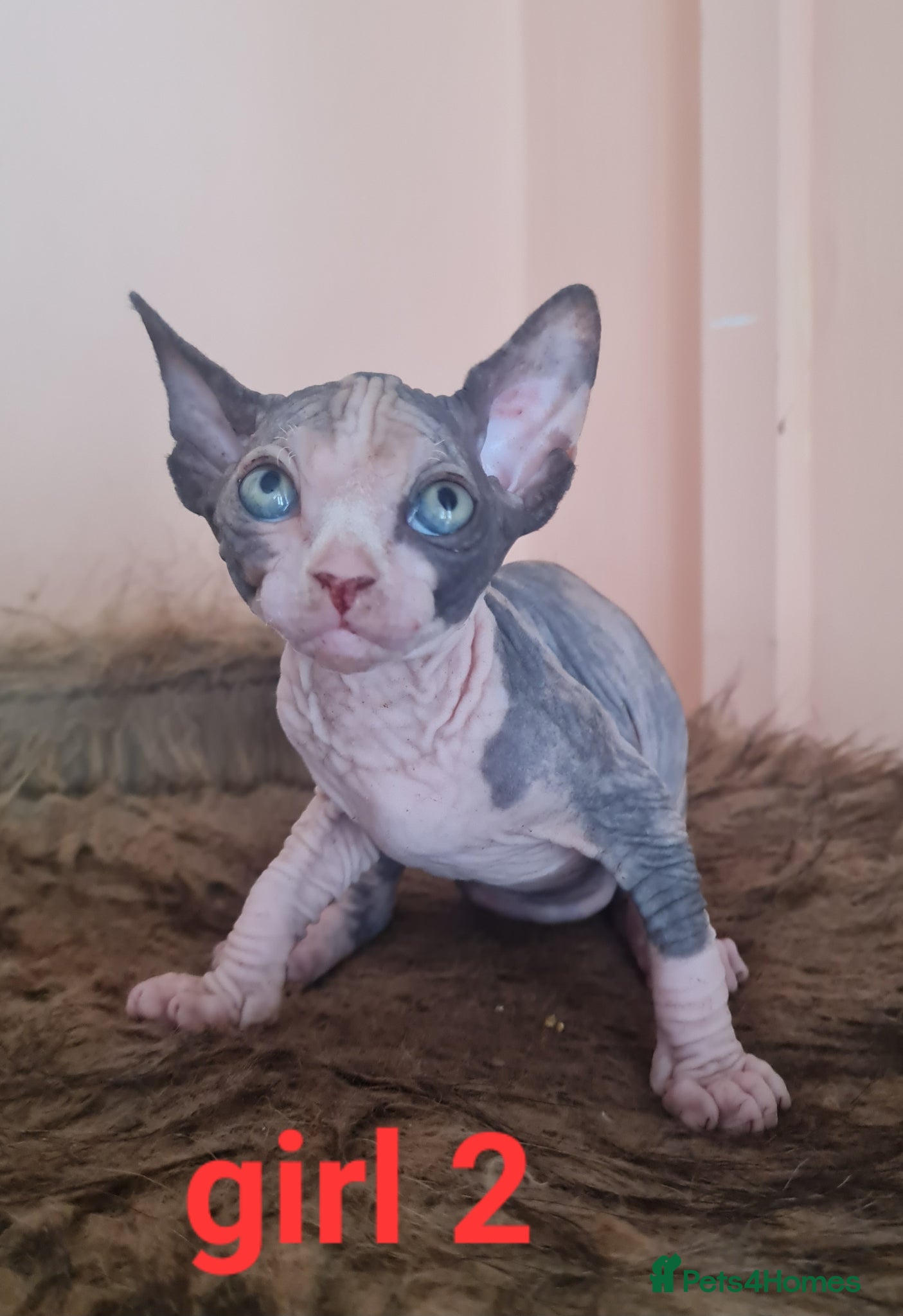 Sphynx cats Beautiful Sphynx kitten  - Advert 1