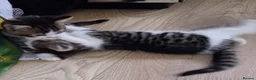 British Shorthair cats for sale: British Shorthair kittens - Advert 2