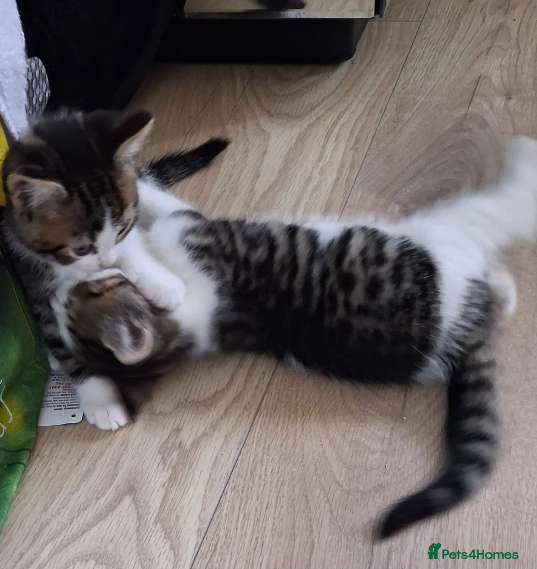 British Shorthair cats for sale: British Shorthair kittens - Advert 2