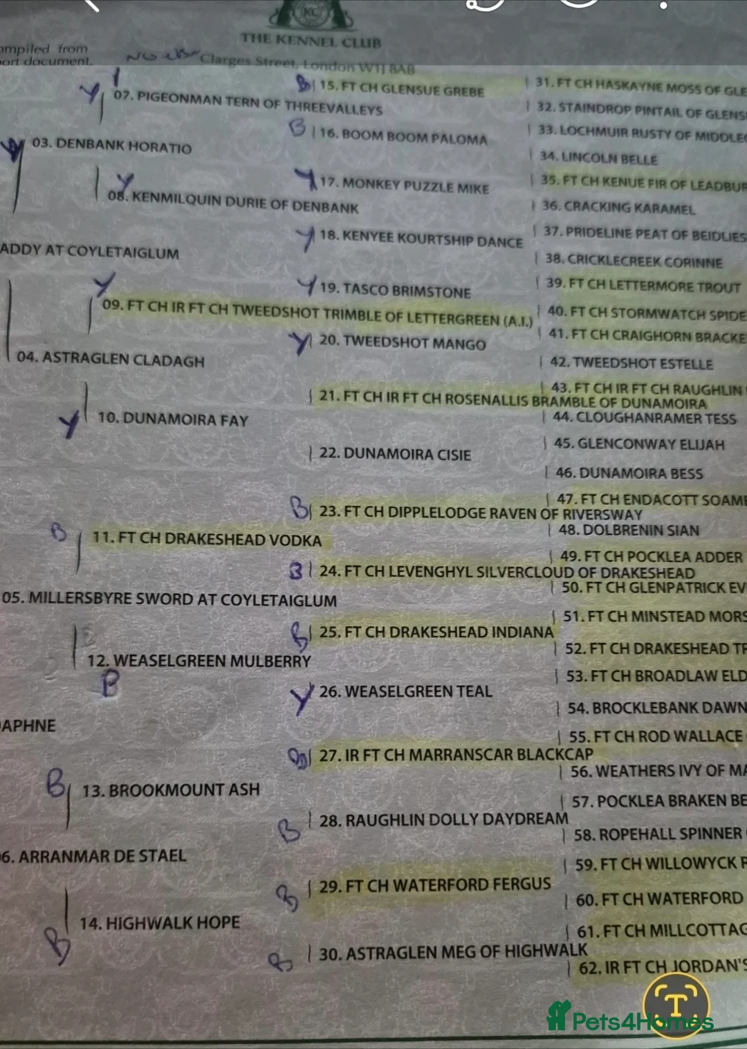 Labrador Retriever dogs for sale: Stunning golden labrador pups from strong lines   - Advert 9