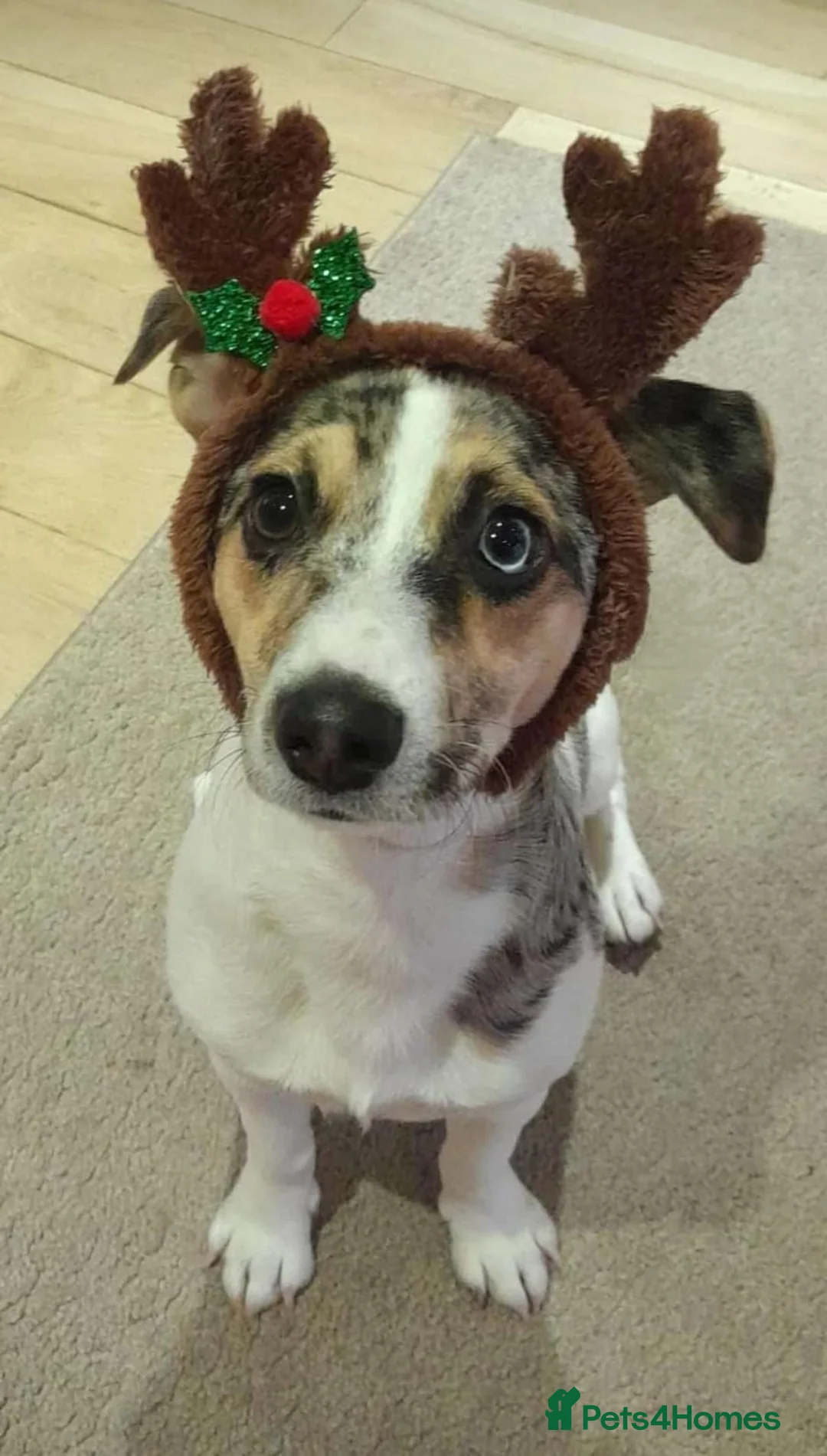 Parson Russell dogs for stud: Charlie - Parson marle Chihuahua cross in Swindon - Advert 2