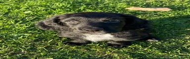 Sprocker 2 - Male