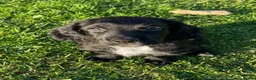Sprocker dogs for sale: Available now! Sprocker Spaniel puppies - Advert 4