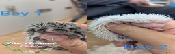 Pygmy Hedgehog rodents for sale: Baby African Pygmy Hedgehogs - multiple litters! - Advert 1