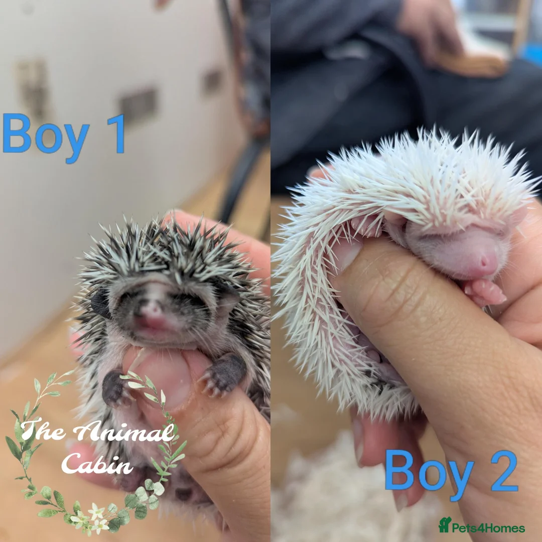 Pygmy Hedgehog rodents for sale: Baby African Pygmy Hedgehogs - multiple litters! - Advert 1