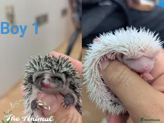 Pygmy Hedgehog rodents Baby African Pygmy Hedgehogs - multiple litters! - Advert 1