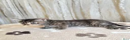 Mixed Breed cats for sale: Bengal/ tabby mixed kittens - Advert 23