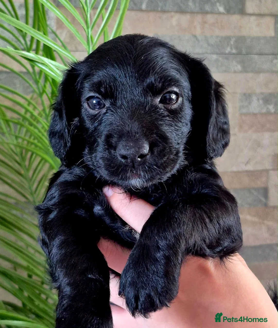 Mixed Breed dogs for sale: Yorkiepoo’s  - Advert 1