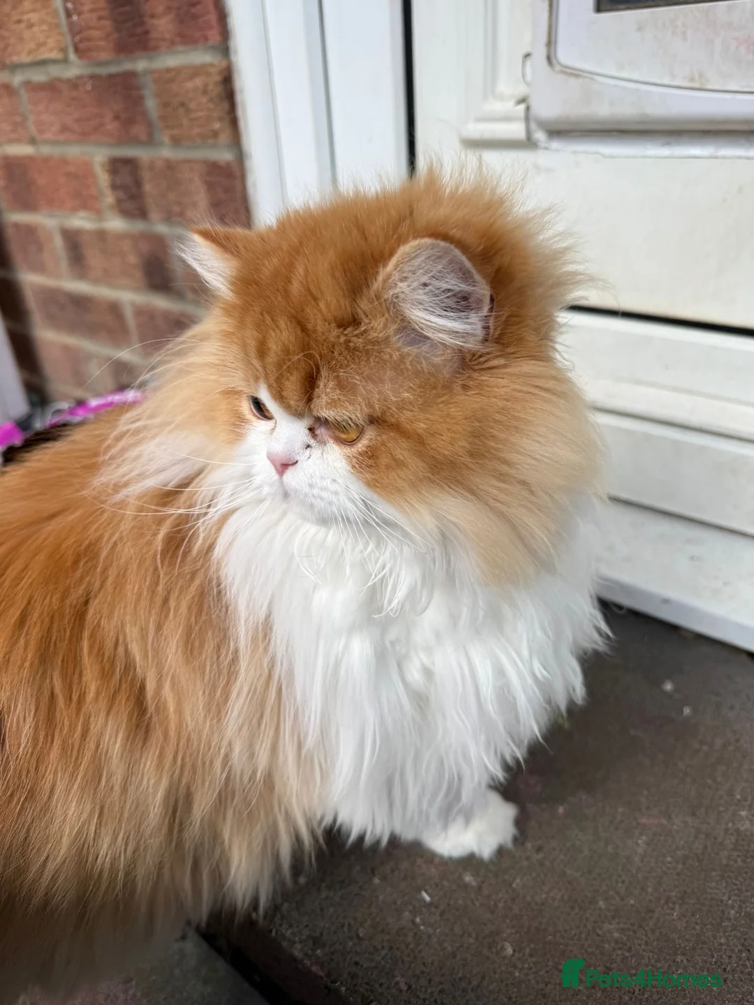 Persian cats for sale: Ginger Persian male looking for a loving home in South Shields - Advert 1