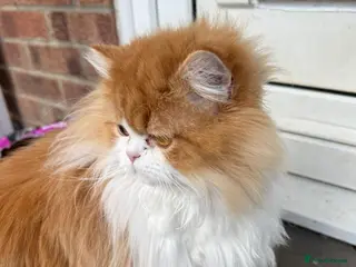 Persian cats Ginger Persian male looking for a loving home - Advert 14