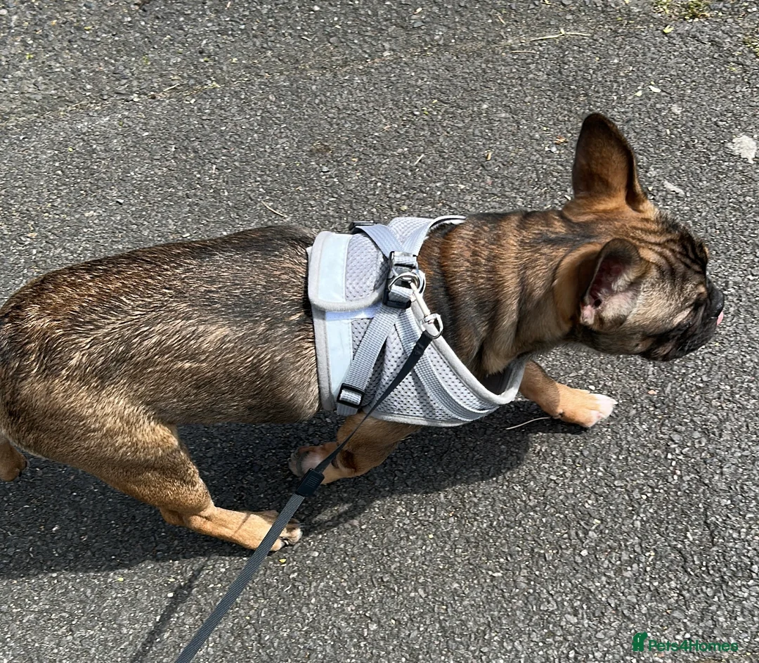 French Bulldog dogs for sale: Poppy - Advert 7