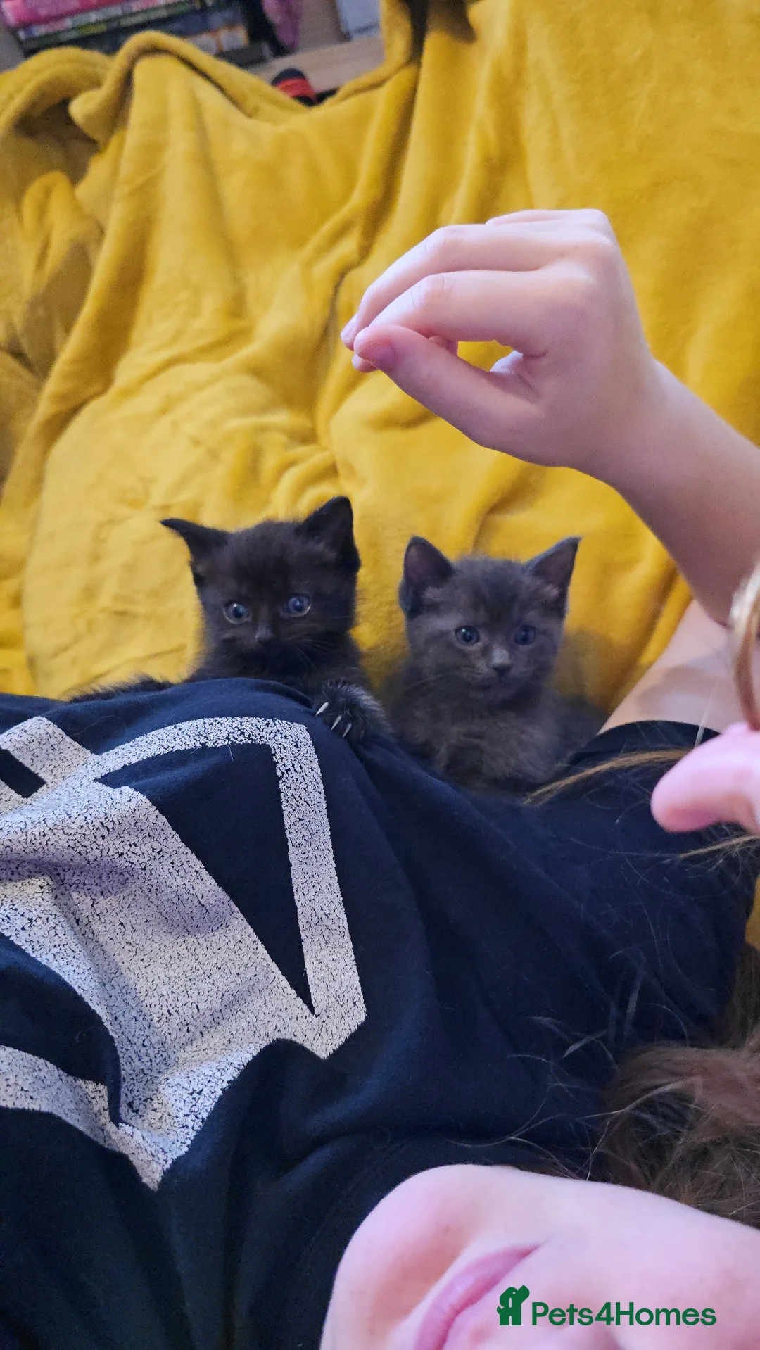Ragdoll cats for sale: Gorgeous half ragdoll kittens - Advert 1