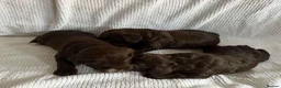 Cockapoo dogs for sale: Cockapoo puppies 🐶  in Gateshead - Advert 4