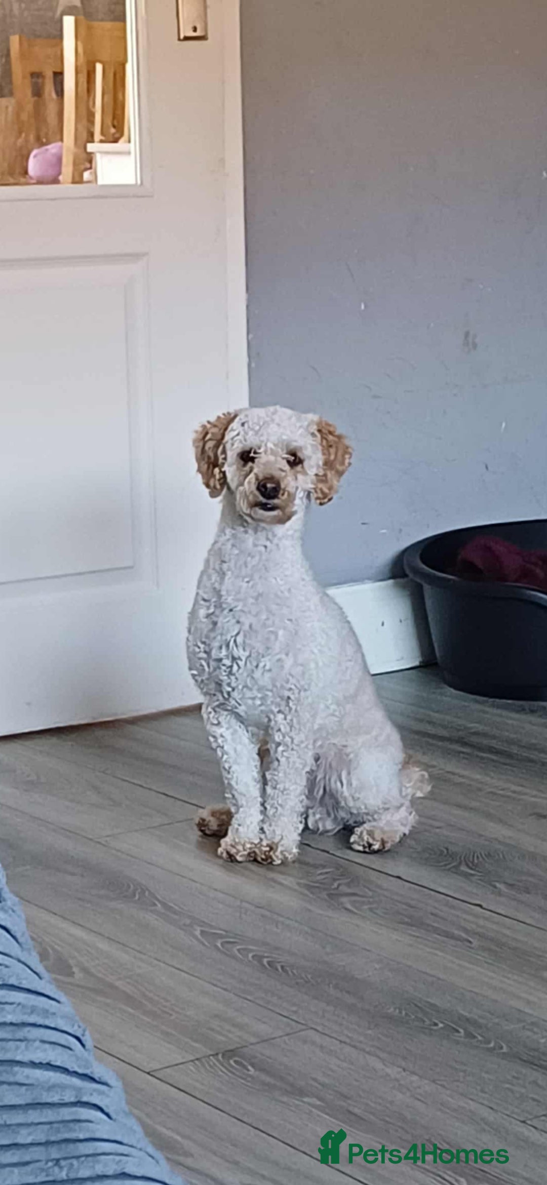 Miniature Poodle dogs for stud: Miniature poodle stud dog - Advert 4