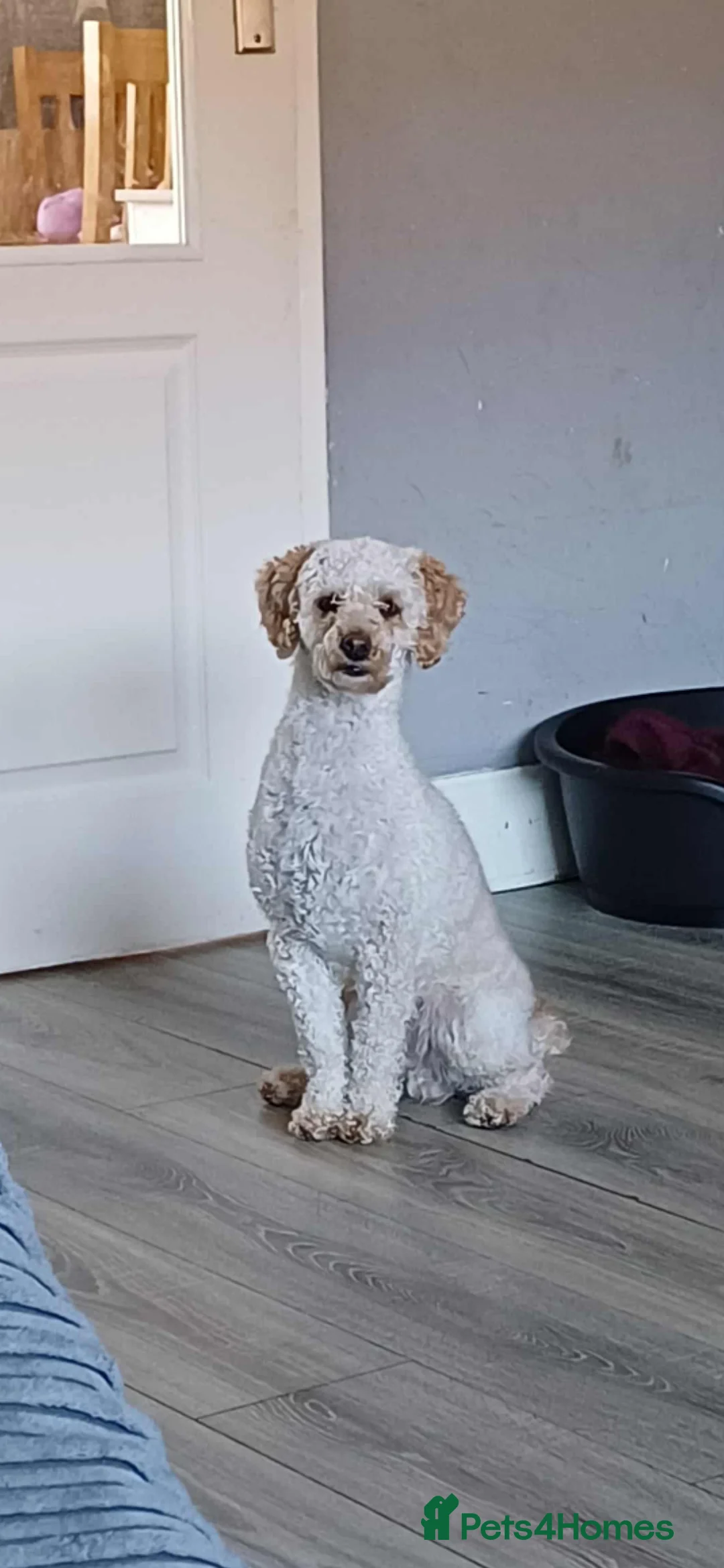 Miniature Poodle dogs for stud: Miniature poodle stud dog - Advert 1