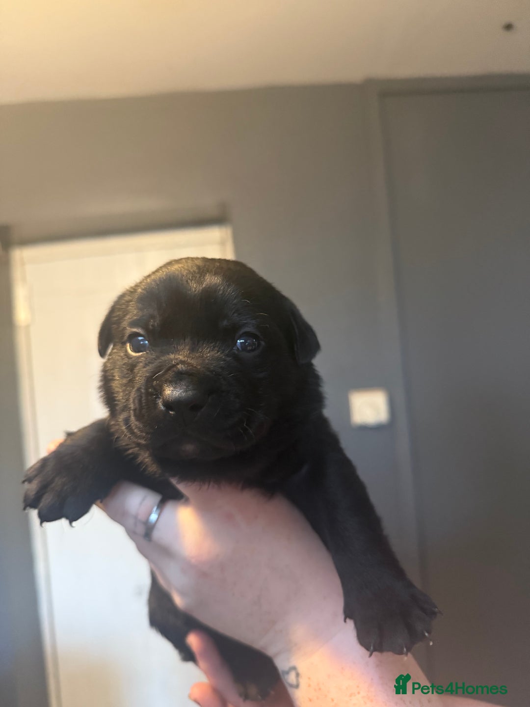 Mixed Breed dogs for sale: Mixed Breed puppies  - Advert 5