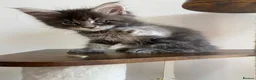 Maine Coon cats for sale: GCCF ACTIVE BLUE SMOKE TABBY MAINE COON BOY  - Advert 4