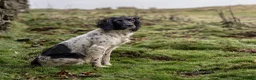 English Springer Spaniel dogs for sale: Heavily Marked Dog pups available  - Advert 7