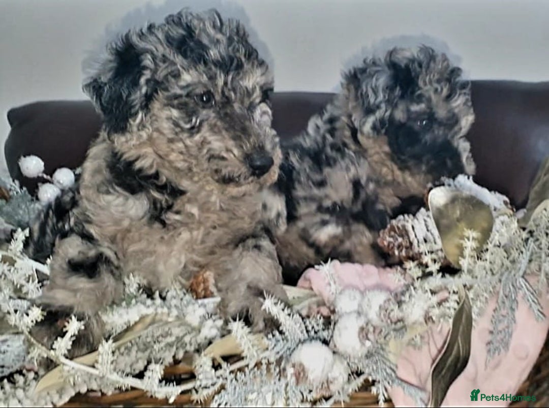 Mixed Breed dogs for sale: STUNNING FOODLE PUPPIES - Advert 10