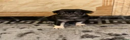 Pug dogs for sale: Gorgeous Pug Puppies - Advert 14