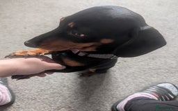 Miniature Dachshund dogs for stud: STUD - KC REG Mini Dachshund -PROVEN - Image 4